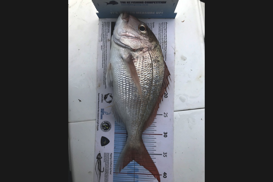 aaron trembath caught this 36.5cm Snapper at Rakino during The Export NZ Fishing Competition