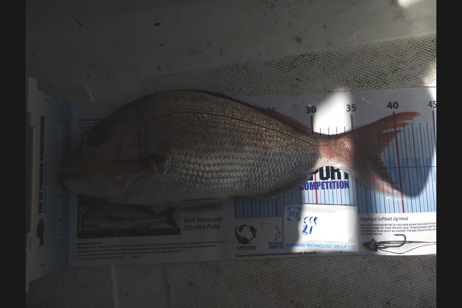 Mark W Kurtovich caught this 37.5cm Snapper at Hul during The Export NZ Fishing Competition