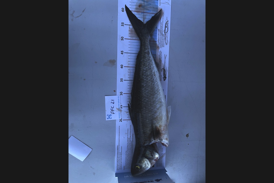 Tim Slyfield caught this 52.0cm Kahawai at Waiheke  during The Export NZ Fishing Competition