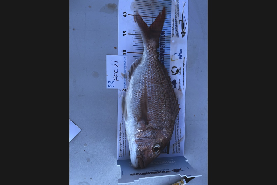 Tim Slyfield caught this 37.0cm Snapper at Waiheke  during The Export NZ Fishing Competition
