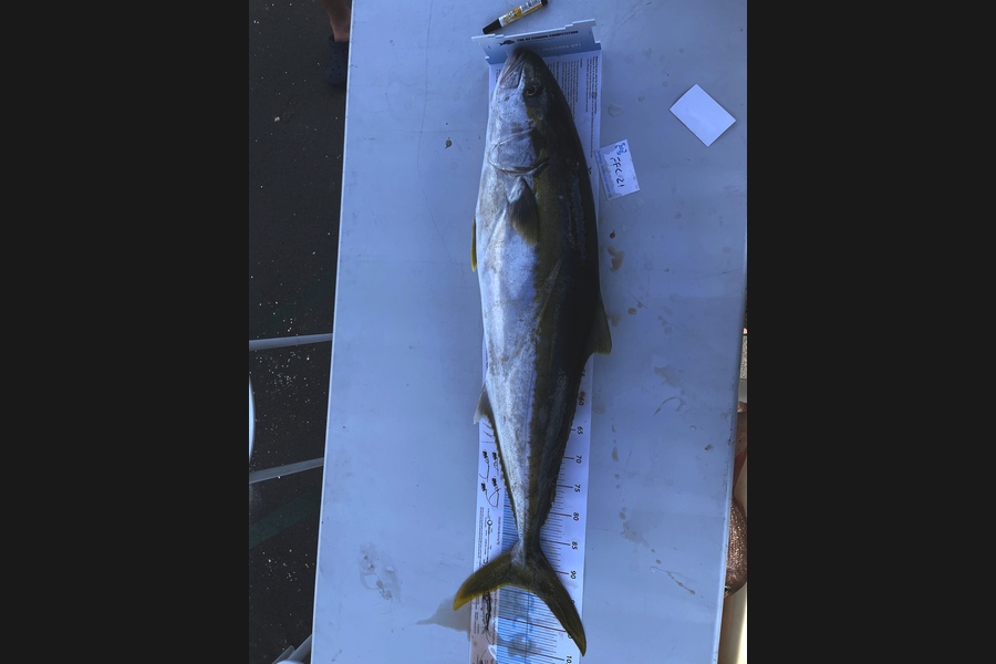 Tim Slyfield caught this 94.0cm Kingfish at Waiheke  during The Export NZ Fishing Competition