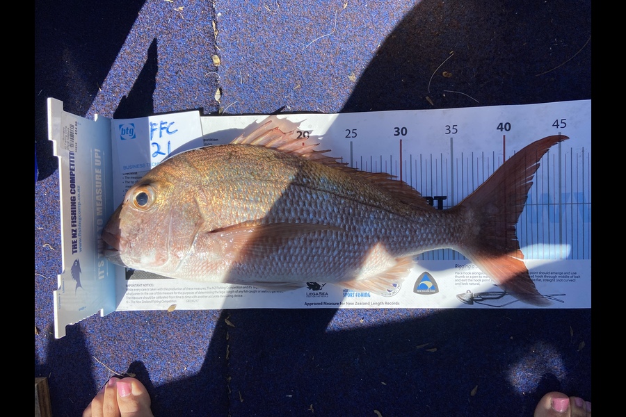 Bryce Pomfrett caught this 40.5cm Snapper at Rangitoto during The Export NZ Fishing Competition