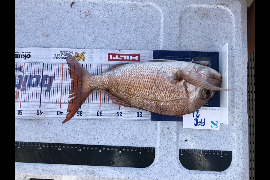 Brendan Lochead caught this 37.5cm Snapper at Gardners gap during The Export NZ Fishing Competition