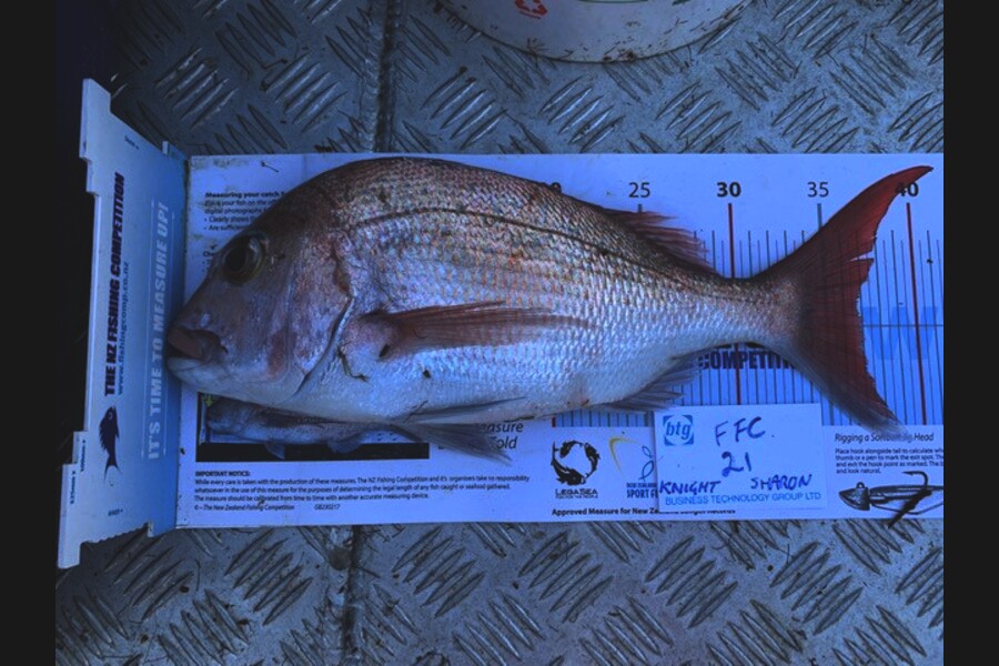Gregory Knight caught this 37.0cm Snapper at Channel Island during The Export NZ Fishing Competition