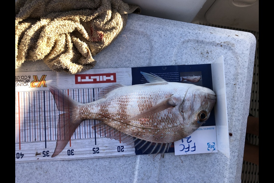 Brendan Lochead caught this 32.0cm Snapper at Gardners gap during The Export NZ Fishing Competition