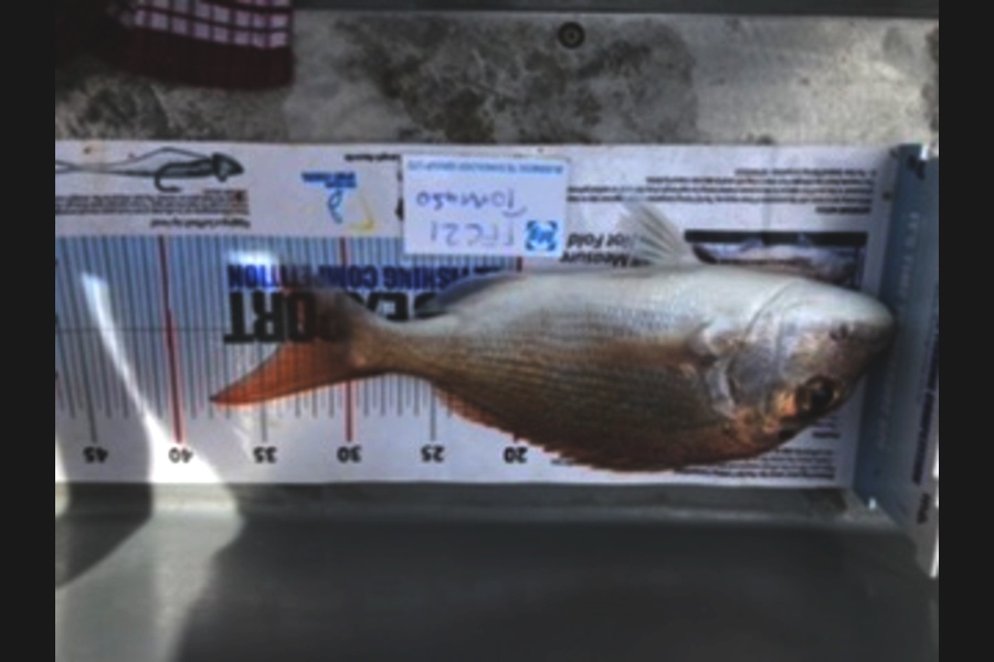 Montie Baskett caught this 33.0cm Snapper at Te atatu during The Export NZ Fishing Competition