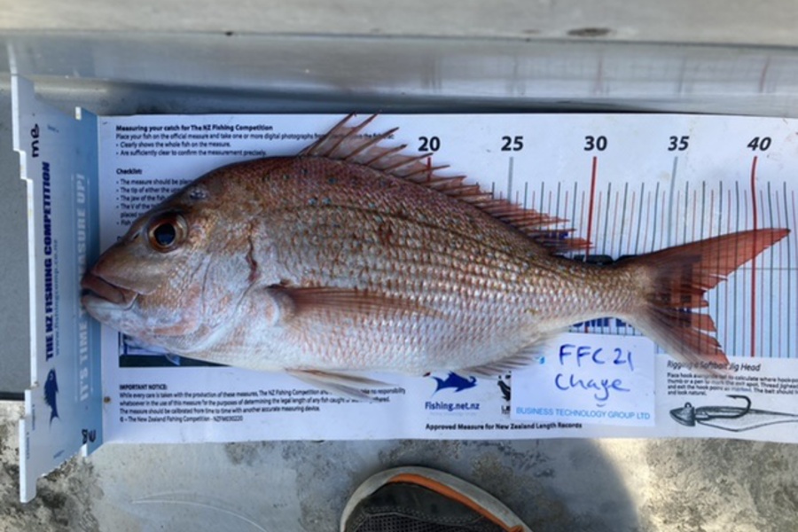 Montie Baskett caught this 37.0cm Snapper at Motutapu during The Export NZ Fishing Competition