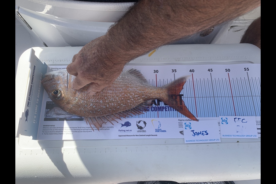 Robert Pothan caught this 36.0cm Snapper at 43m during The Export NZ Fishing Competition