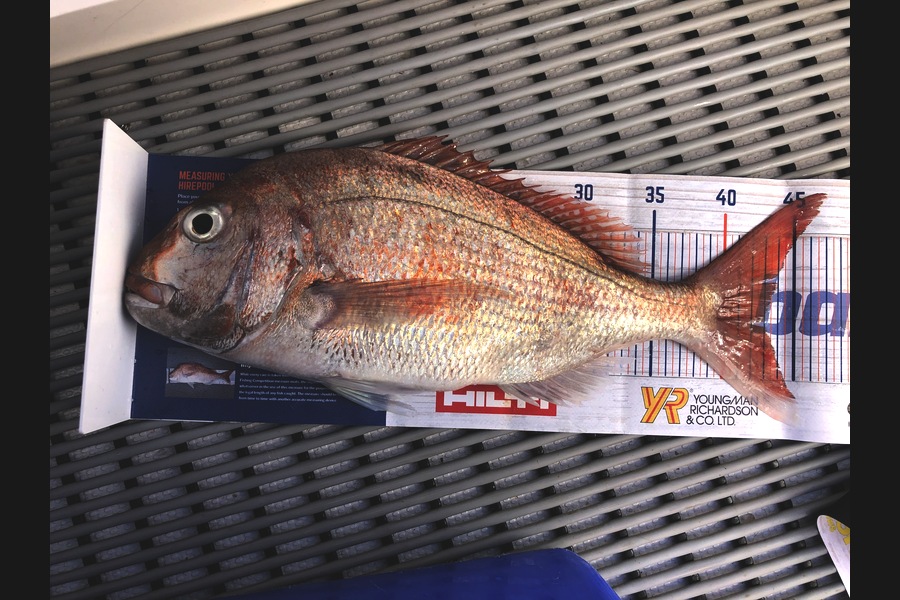 Brendan Lochead caught this 43.0cm Snapper at Great Barrier Island during The Export NZ Fishing Competition