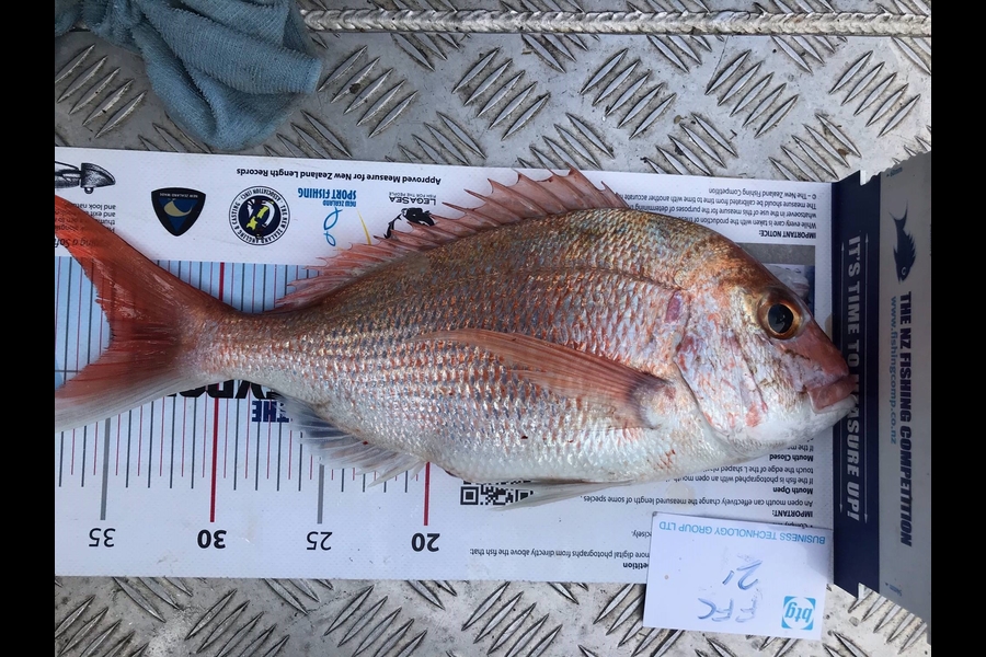 Darren Bugg caught this 35cm Snapper at Auckland during The Export NZ Fishing Competition