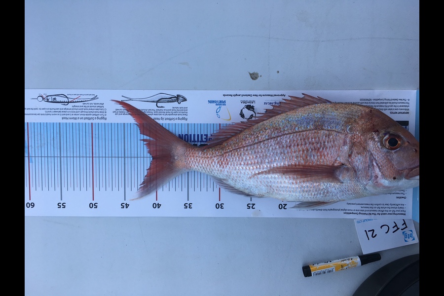 Paul  Gray caught this 40.5cm Snapper at Auckland during The Export NZ Fishing Competition