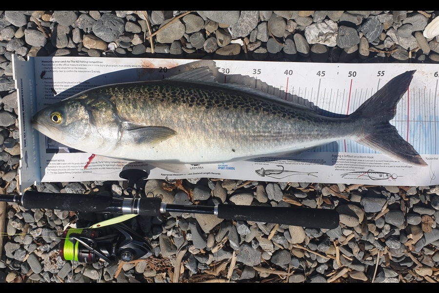 Pat Barrett caught this 57.0cm Kahawai at Otaki Beach during The Export NZ Fishing Competition
