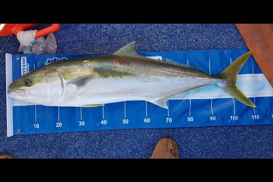 Shane Tofts caught this 102.0cm Kingfish at Mount Maunganui during The Export NZ Fishing Competition