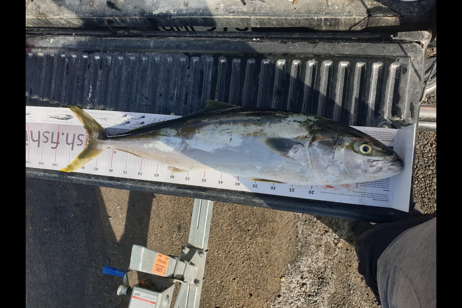 Paul Phokham  Bouavong  caught this 89.0cm Kingfish at Firth of thames  during The Export NZ Fishing Competition