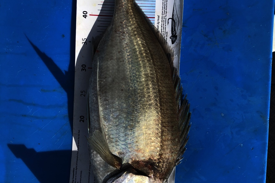 Al Read caught this 50.5cm Tarakihi at New Plymouth during The Export NZ Fishing Competition