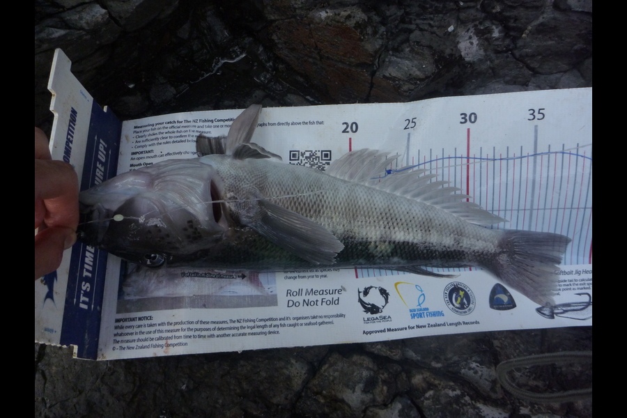 Jay Harland caught this 37.0cm Blue Cod at Banks Peninsula during The Export NZ Fishing Competition