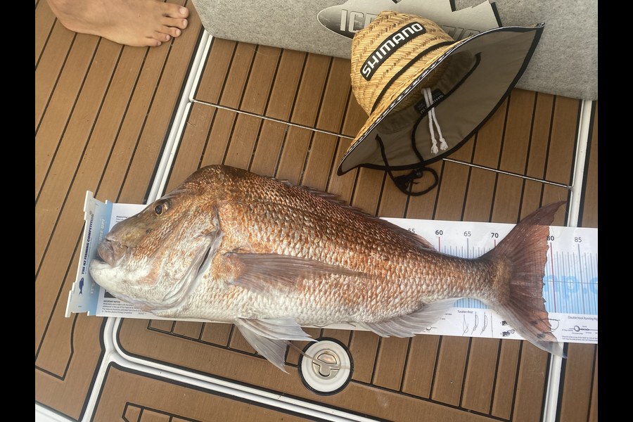 Paul  Rattray caught this 78.5cm Snapper at houhoura during The Export NZ Fishing Competition