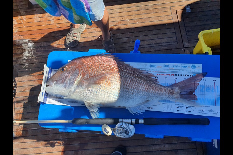 Allen Clarke caught this 79.0cm Snapper at Okato during The Export NZ Fishing Competition