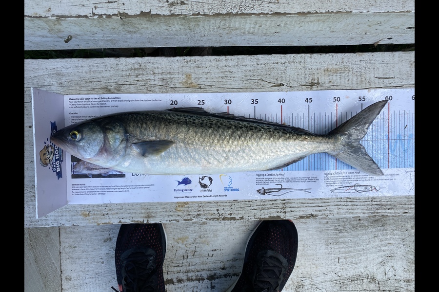Campbell Warin caught this 54.0cm Kahawai at Barrier  during The Export NZ Fishing Competition