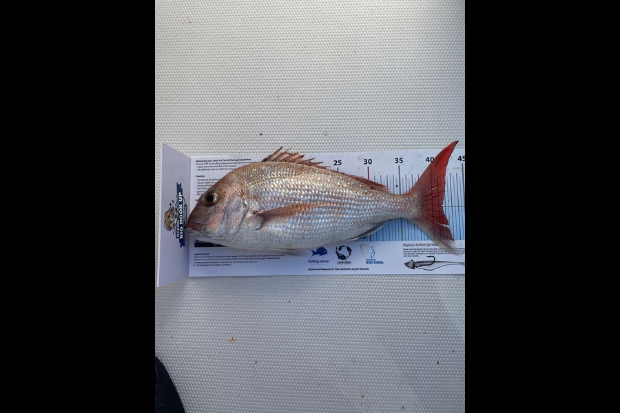 Perry Gugich caught this 41.5cm Snapper at Beachlands  during The Export NZ Fishing Competition