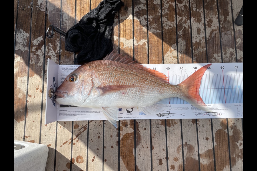 Rhys Badger caught this 51.0cm Snapper at Hauraki gulf during The Export NZ Fishing Competition