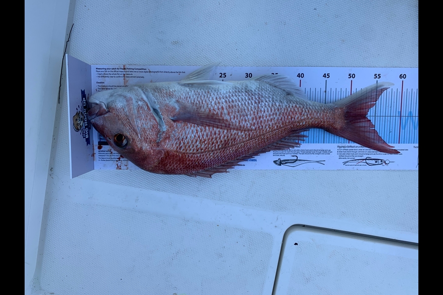Taylor Wyborn caught this 53.0cm Snapper at channel island during The Export NZ Fishing Competition