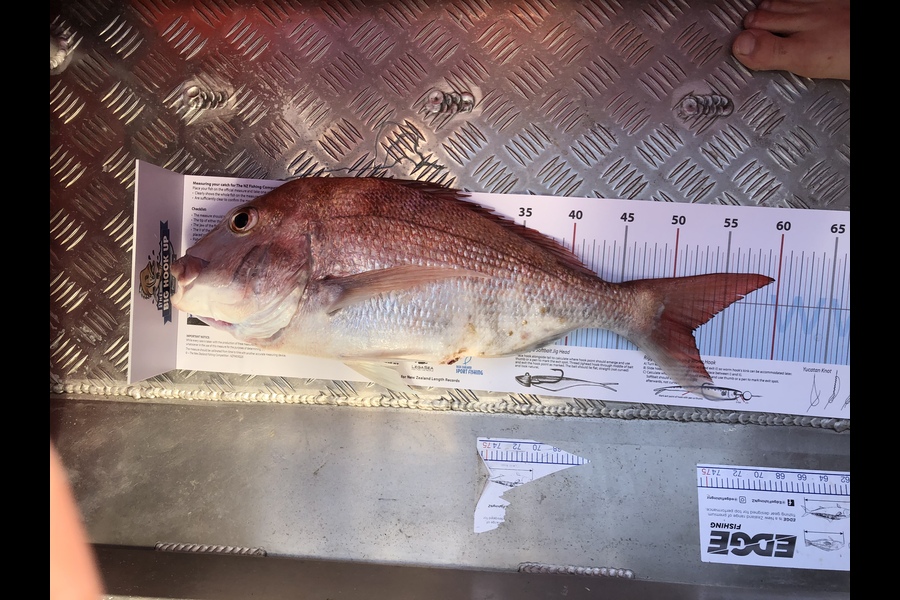 Kent Cameron caught this 52.0cm Snapper at East side of kawau  during The Export NZ Fishing Competition