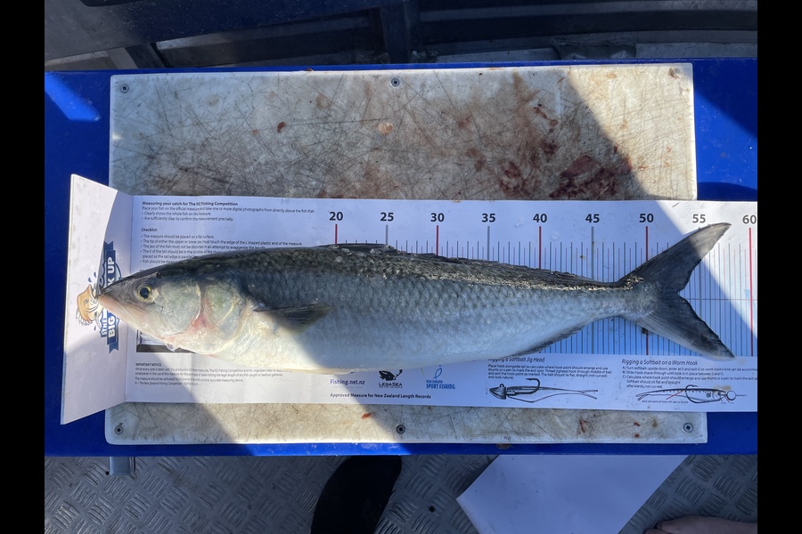 Nathan Warin caught this 53.0cm Kahawai at GBI during The Export NZ Fishing Competition
