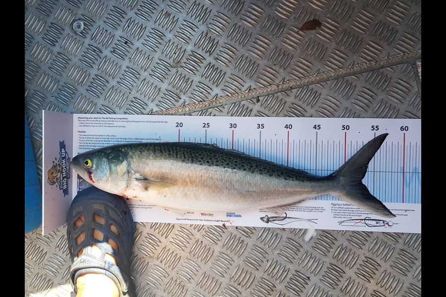 Gretchen Bainbridge caught this 53.0cm Kahawai at Auckland during The Export NZ Fishing Competition
