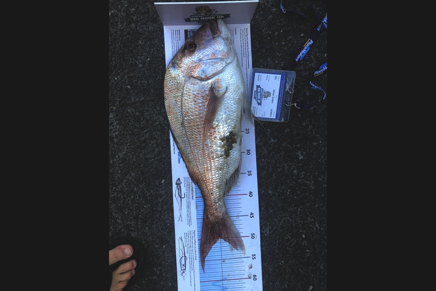 Adrian Jonkers caught this 50.0cm Snapper at Ruth’s passage during The Export NZ Fishing Competition