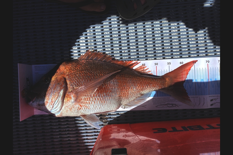 Jeremy Beaton caught this 60.0cm Snapper at Great barrier  during The Export NZ Fishing Competition