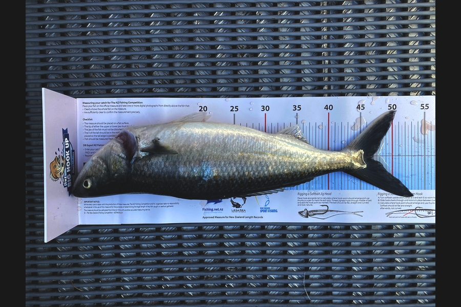 Jeremy Beaton caught this 47.0cm Kahawai at Great barrier  during The Export NZ Fishing Competition