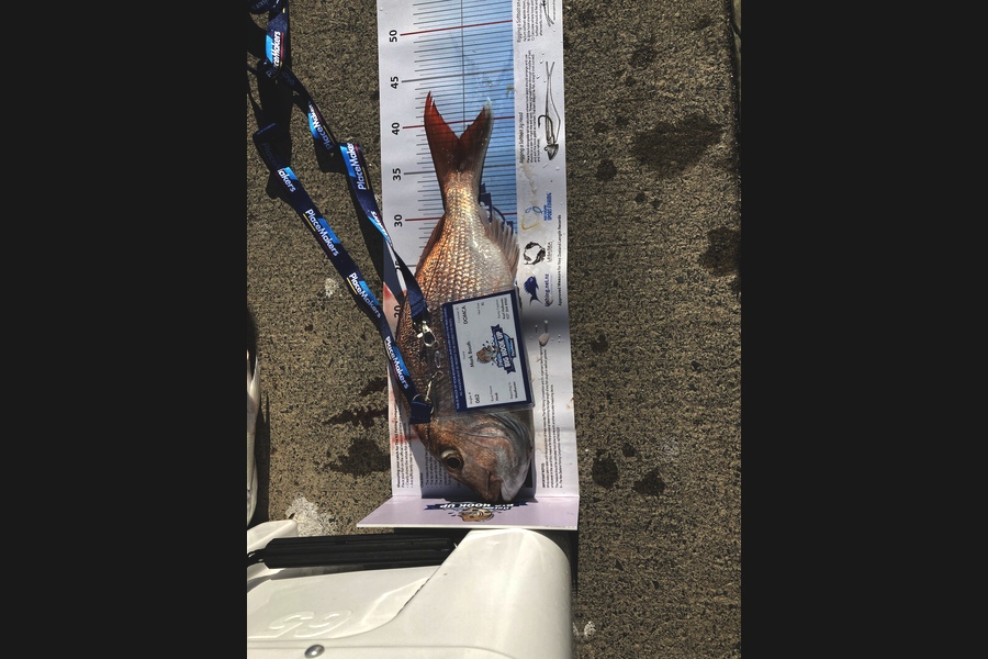 Mark Booth caught this 38.5cm Snapper at Waiheke  during The Export NZ Fishing Competition