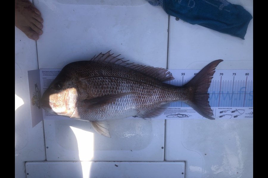 Brendan Finnemore caught this 65.0cm Snapper at North during The Export NZ Fishing Competition