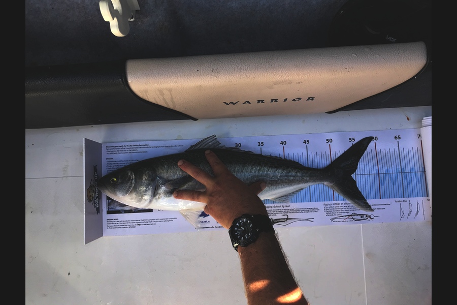 Jarrod Barfoot caught this 54.0cm Kahawai at Kawau  during The Export NZ Fishing Competition