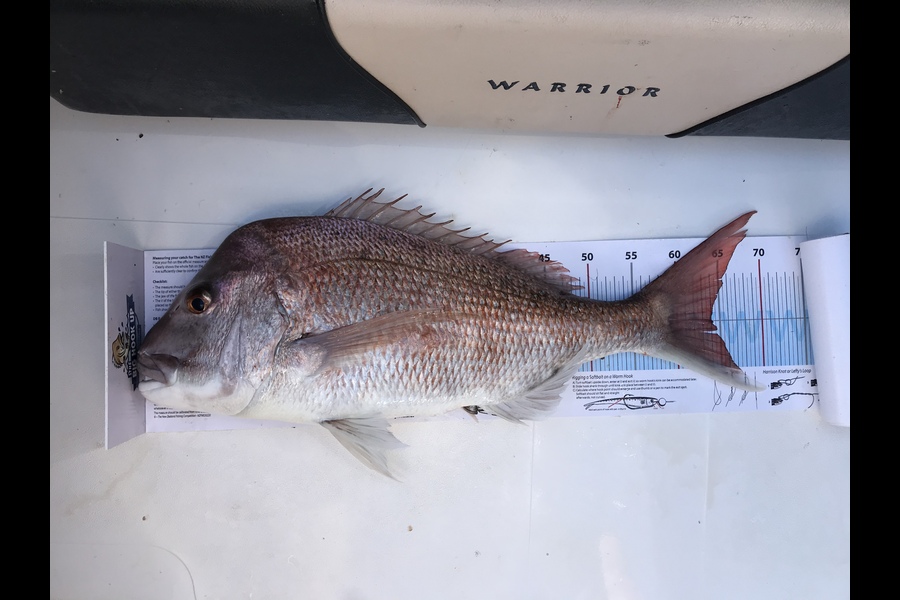 Jarrod Barfoot caught this 64.0cm Snapper at Kawau  during The Export NZ Fishing Competition
