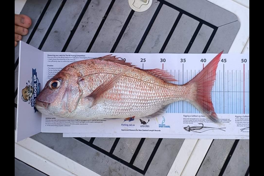 Paul Lambert caught this 42.0cm Snapper at Patient banks during The Export NZ Fishing Competition
