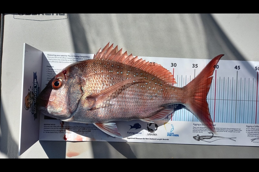 Freddie Berning caught this 38.0cm Snapper at Flatrock during The Export NZ Fishing Competition