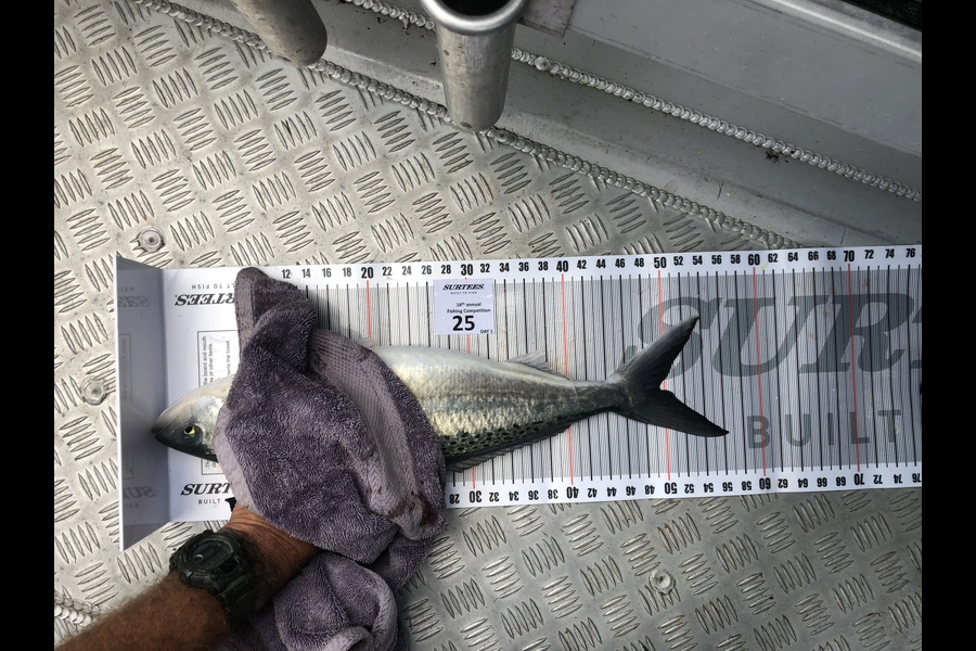 Paul Knight caught this 49.5cm Kahawai at Coromandel during The Export NZ Fishing Competition