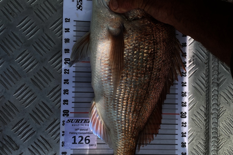 Cameron Eden caught this 45.0cm Snapper at Coromandel during The Export NZ Fishing Competition