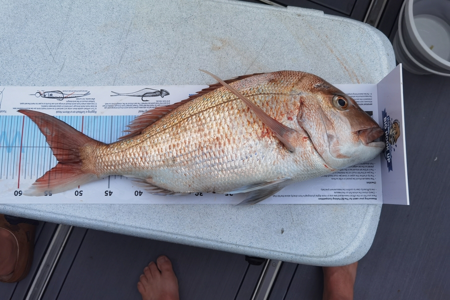 Craig Ivill caught this 53.5cm Snapper at Coro mussel farm  during The Export NZ Fishing Competition