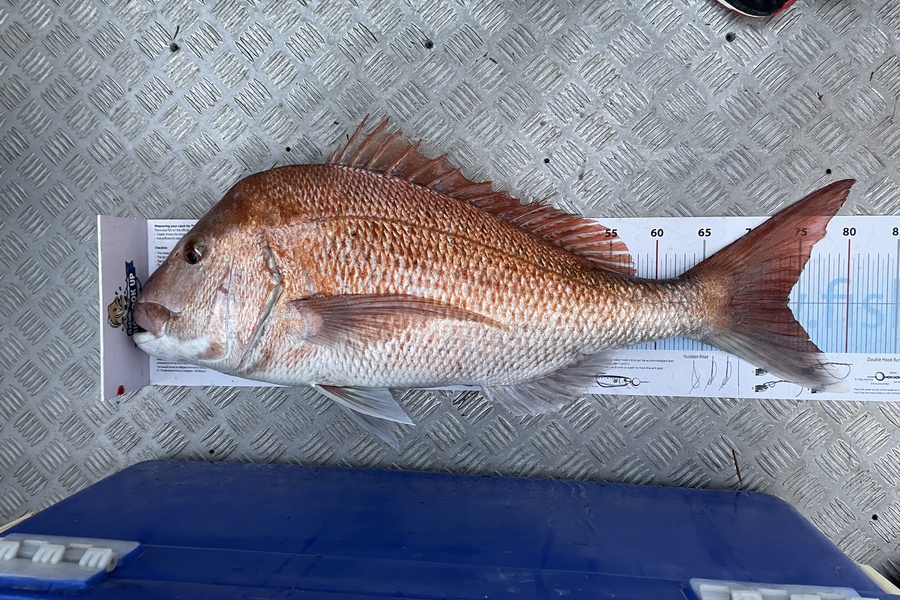 Campbell Warin caught this 74cm Snapper at Great barrier  during The Export NZ Fishing Competition