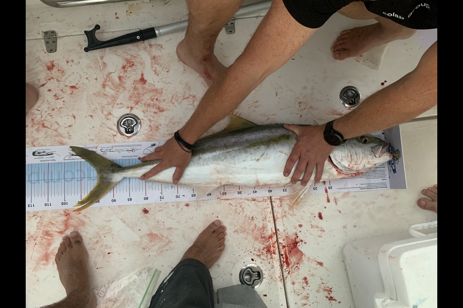 Lloyd Andrews caught this 95.0cm Kingfish at 16 meter reef during The Export NZ Fishing Competition