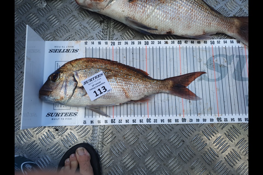Mark Irwin caught this 41.0cm Snapper at Coromandel during The Export NZ Fishing Competition