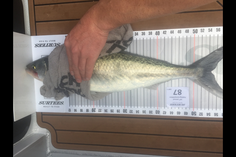 Thomas Morrison caught this 54.5cm Kahawai at Coromandel during The Export NZ Fishing Competition