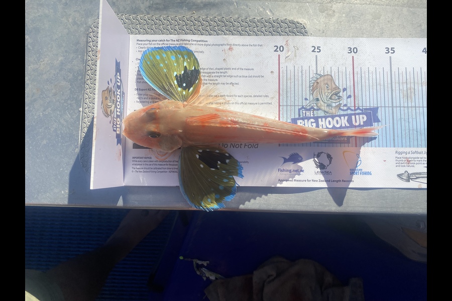 Shea Farrell caught this 31.5cm Gurnard at Rotoroa during The Export NZ Fishing Competition