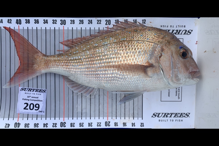 Regan Woodmass caught this 39.5cm Snapper at Coromandel during The Export NZ Fishing Competition