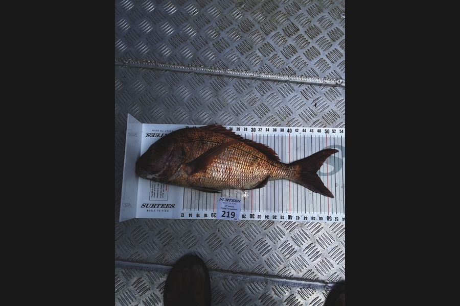 Steve Stedman caught this 47.0cm Snapper at Coromandel during The Export NZ Fishing Competition