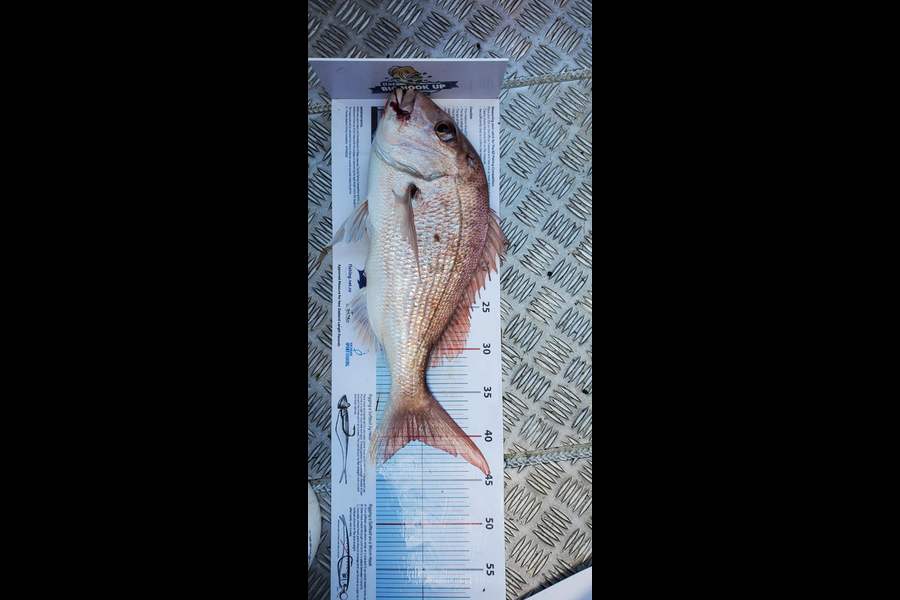Dale Bainbridge caught this 40.5cm Snapper at Auckland during The Export NZ Fishing Competition