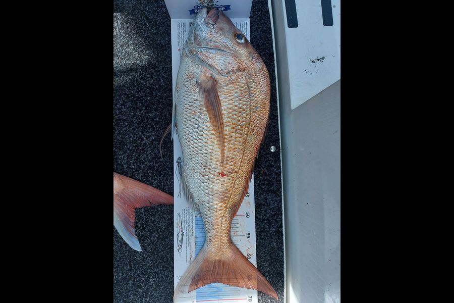 Doug Loader caught this 65.0cm Snapper at Fantail bay during The Export NZ Fishing Competition
